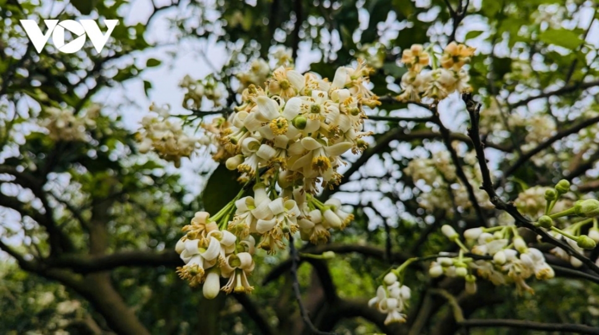 hanoi streets in march filled with scent of grapefruit flowers picture 8