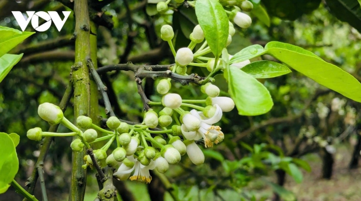 hanoi streets in march filled with scent of grapefruit flowers picture 9