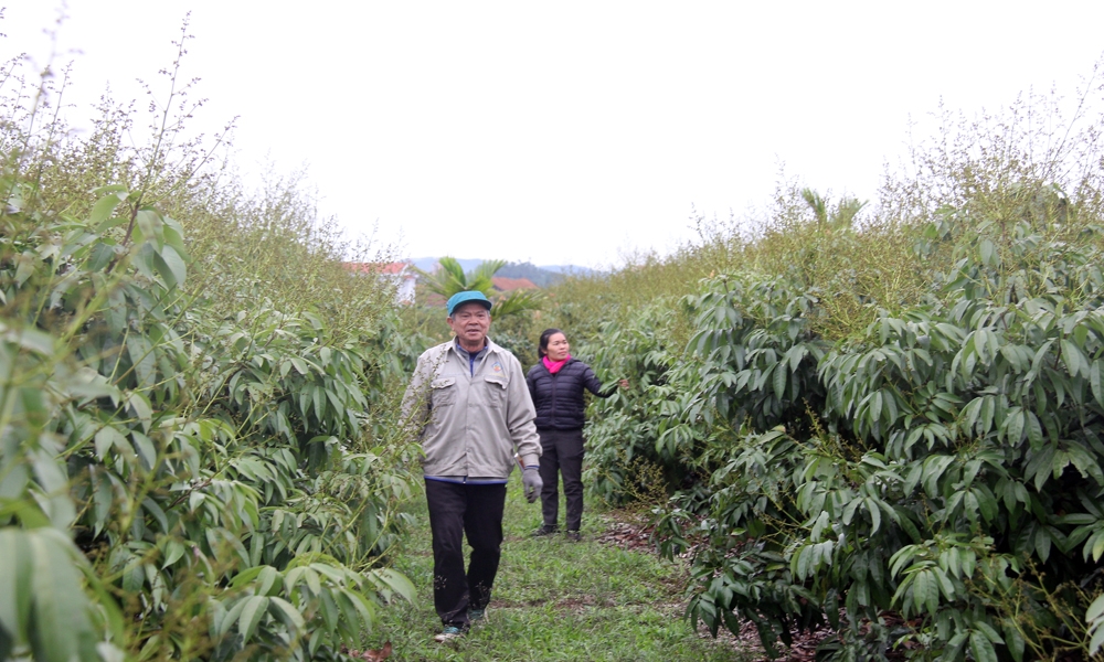 khoang 500 tan vai u hong cua bac giang se duoc xuat khau sang chau Au hinh anh 1