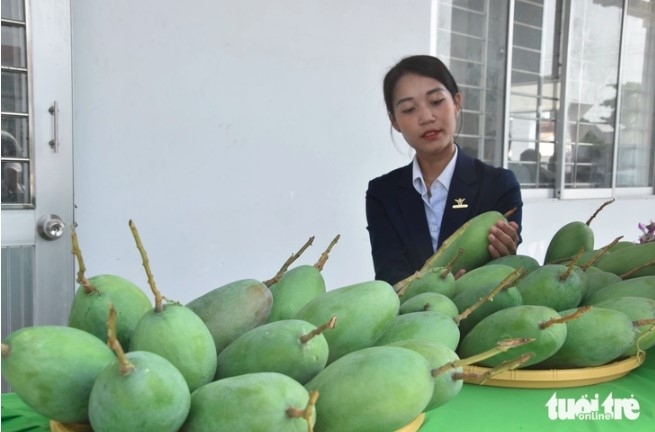 tien giang exports green-skinned mangos to united states picture 1