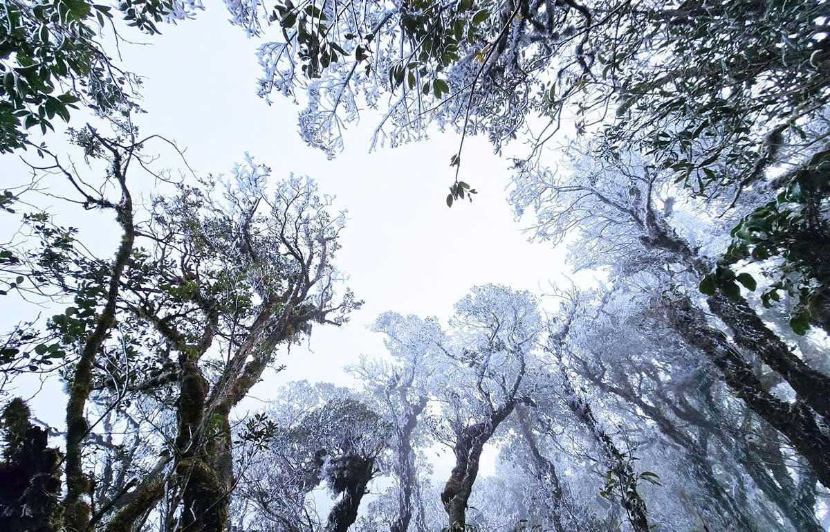 frost surprisingly sets in up north in mid-march picture 1