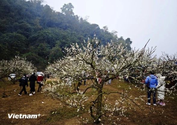 moc chau leading nature destination in vietnam s northwest picture 1