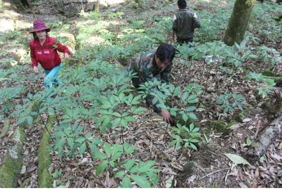 quang nam s medicinal herb industry hub project approved picture 1