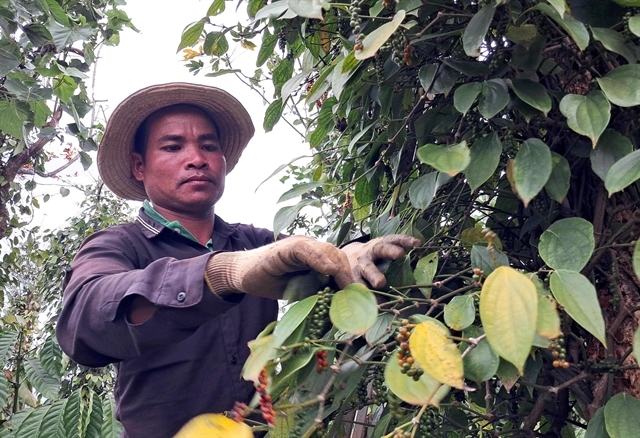 vietnam pepper price surges to decade high picture 1