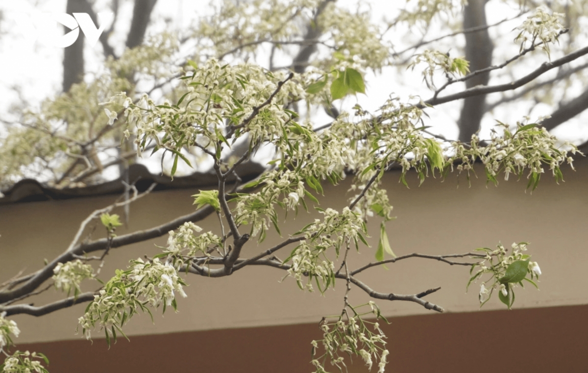 hanoi streets adorned with the pristine white of sua flowers picture 3