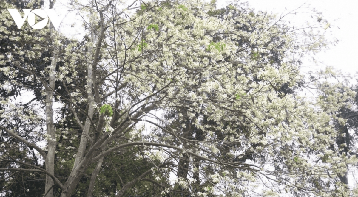 hanoi streets adorned with the pristine white of sua flowers picture 1