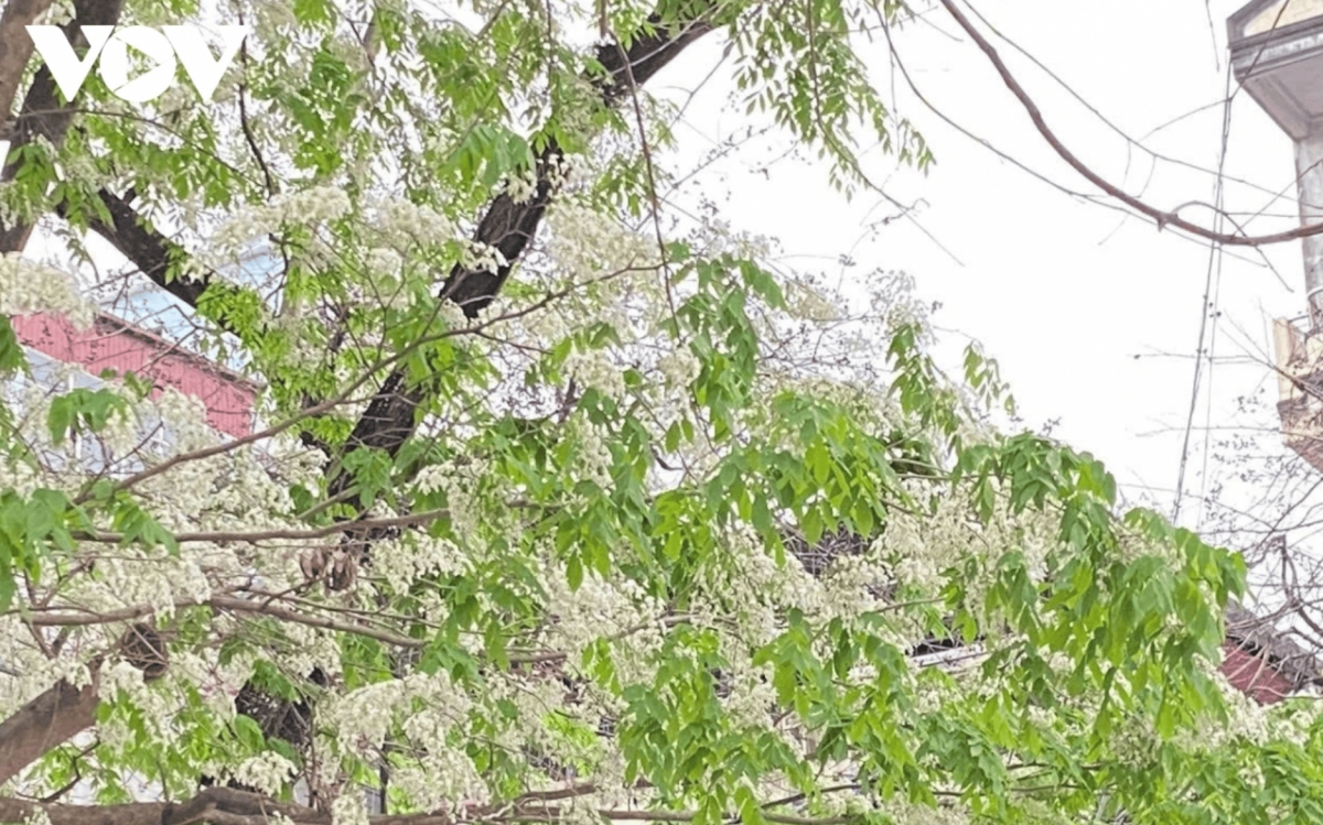 hanoi streets adorned with the pristine white of sua flowers picture 2