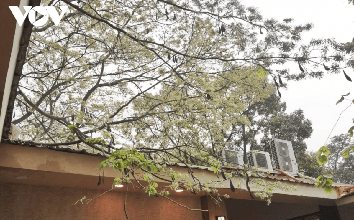 hanoi streets adorned with the pristine white of sua flowers picture 7