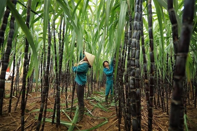 vietnam s sugar prices move against global trends picture 1