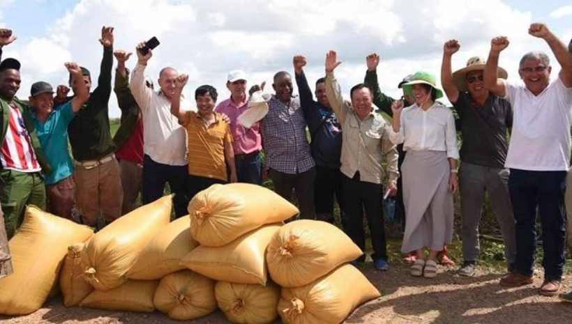 vietnam cuba rice cultivation partnership thrives picture 1