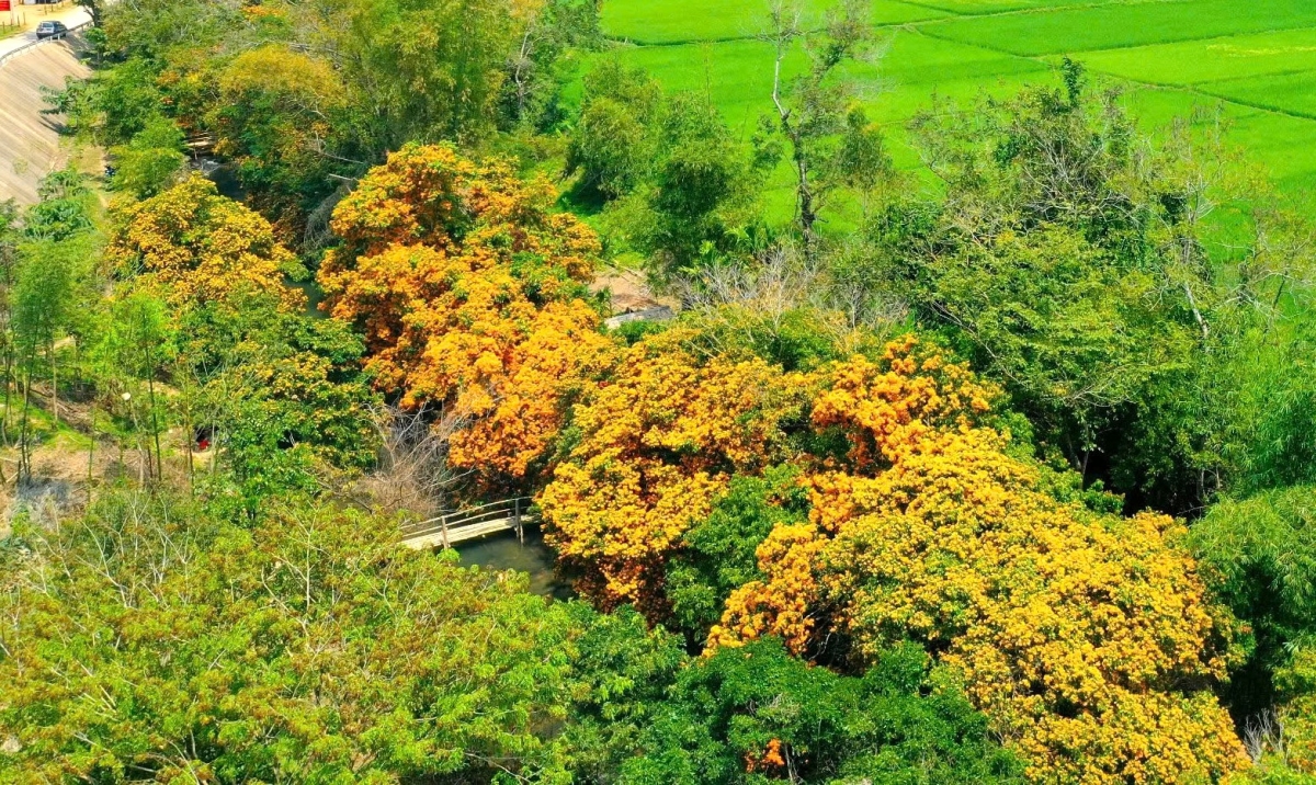 ngày hội thưởng ngoạn hoa trang suối tà má ở vùng cao bình Định hình ảnh 4 ngay hoi thuong ngoan hoa trang suoi ta ma o vung cao binh Dinh hinh anh 4