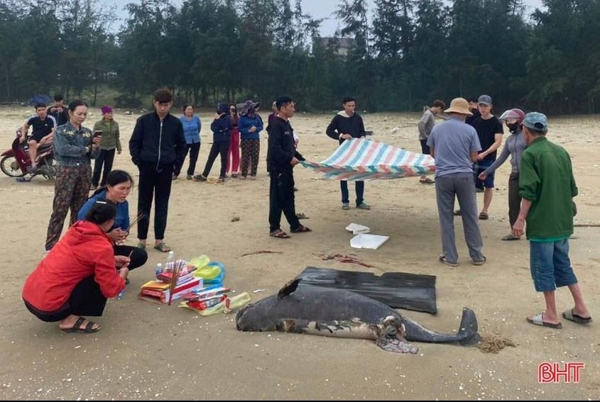 body of 100-kg whale washes ashore in ha tinh picture 1