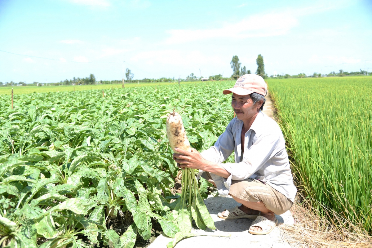 Rau màu rớt giá, nông dân Tiền Giang thất thu