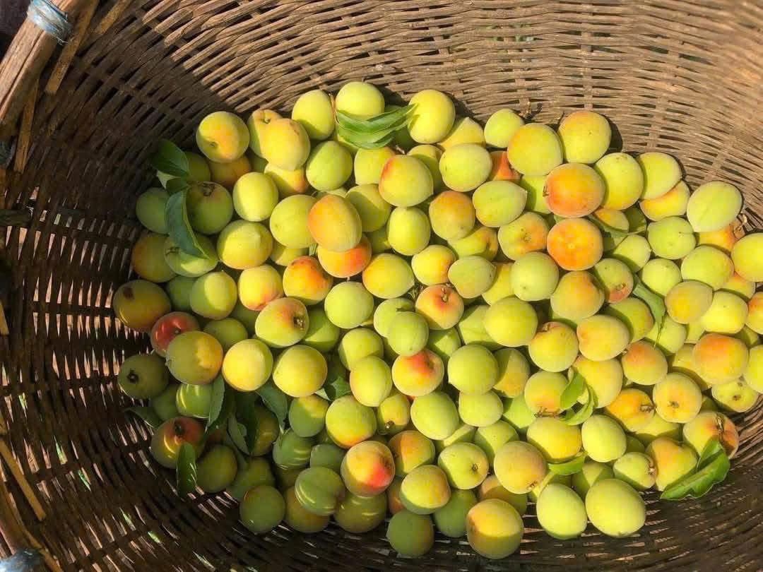 Loại quả vừa thơm vừa tốt cho sức khỏe, vào mùa bán đầy chợ, giá rẻ như cho
