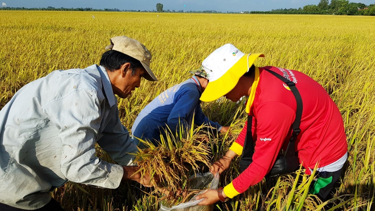 doanh nghiệp quốc tế cùng nông dân Đbscl hợp tác phát triển lúa bền vững hình ảnh 2 doanh nghiep quoc te cung nong dan Dbscl hop tac phat trien lua ben vung hinh anh 2