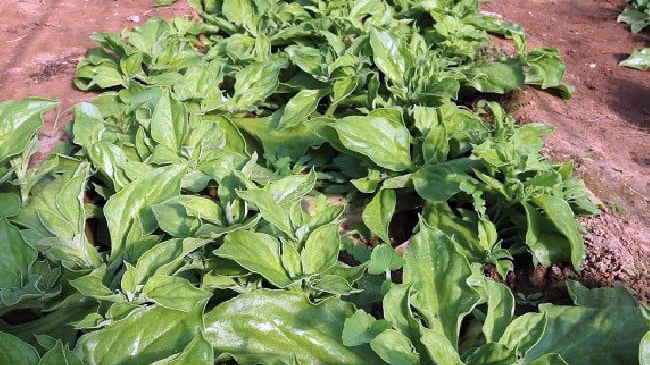 Loại rau lấp lánh như kim cương, giá đắt vẫn được săn lùng