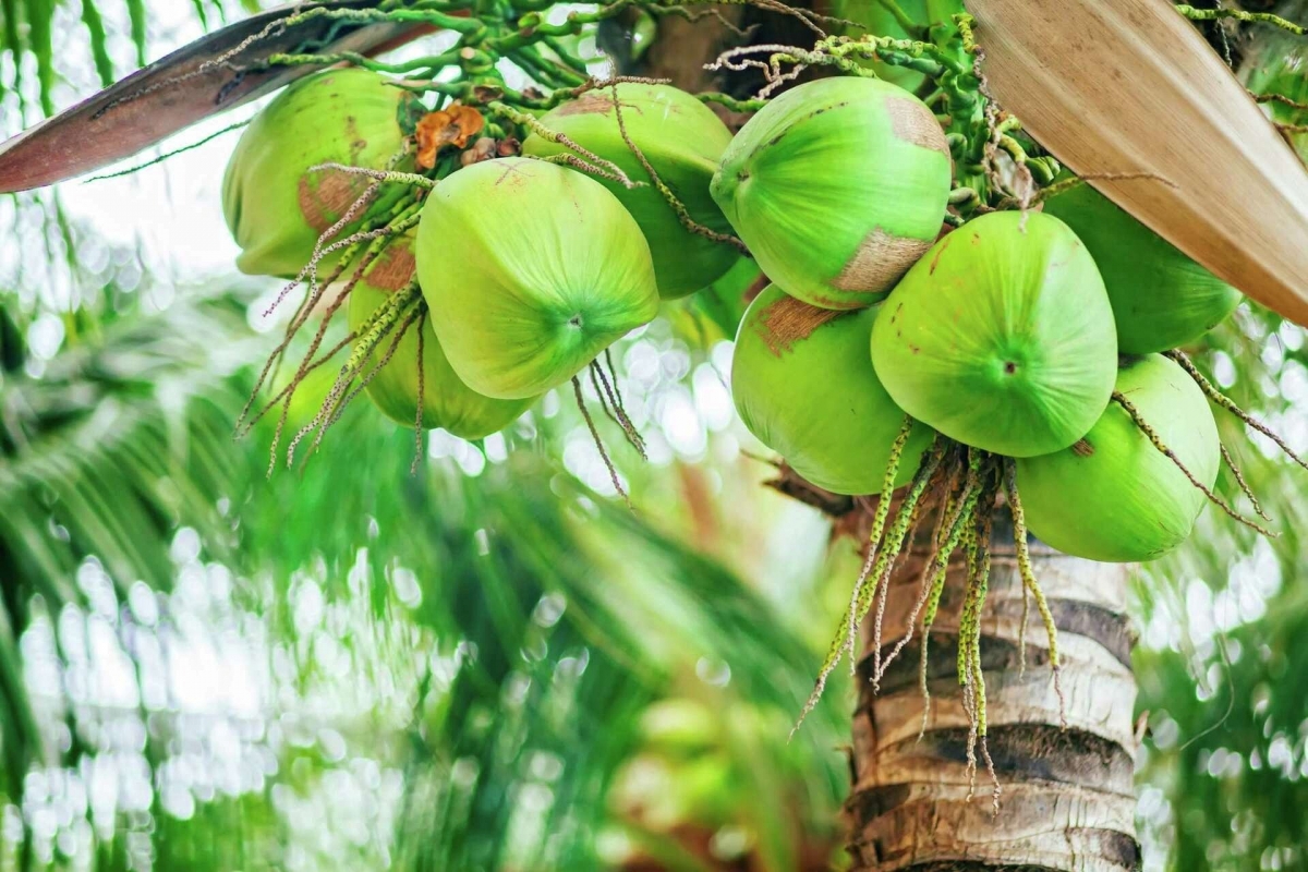 loại quả được ví như giếng nước trời ban siêu bổ dưỡng, việt nam có cực nhiều hình ảnh 1 loai qua duoc vi nhu gieng nuoc troi ban sieu bo duong, viet nam co cuc nhieu hinh anh 1