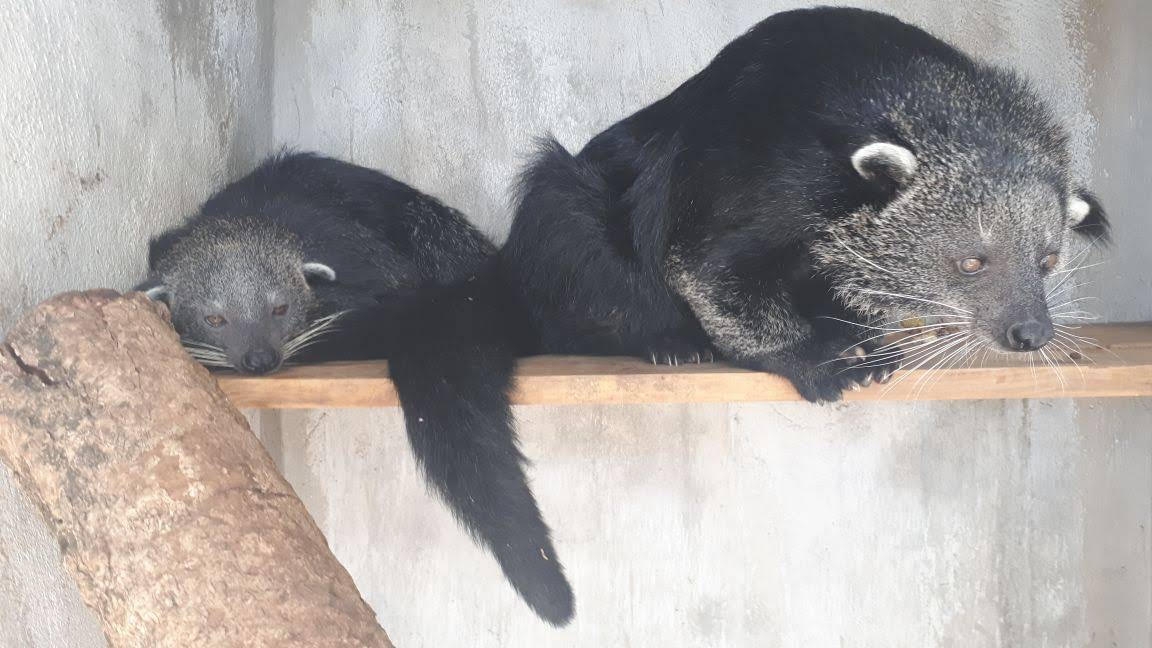 chu co so nuoi dong vat hoang da lon tai tp.hcm nhan an 10 nam 6 thang tu hinh anh 1