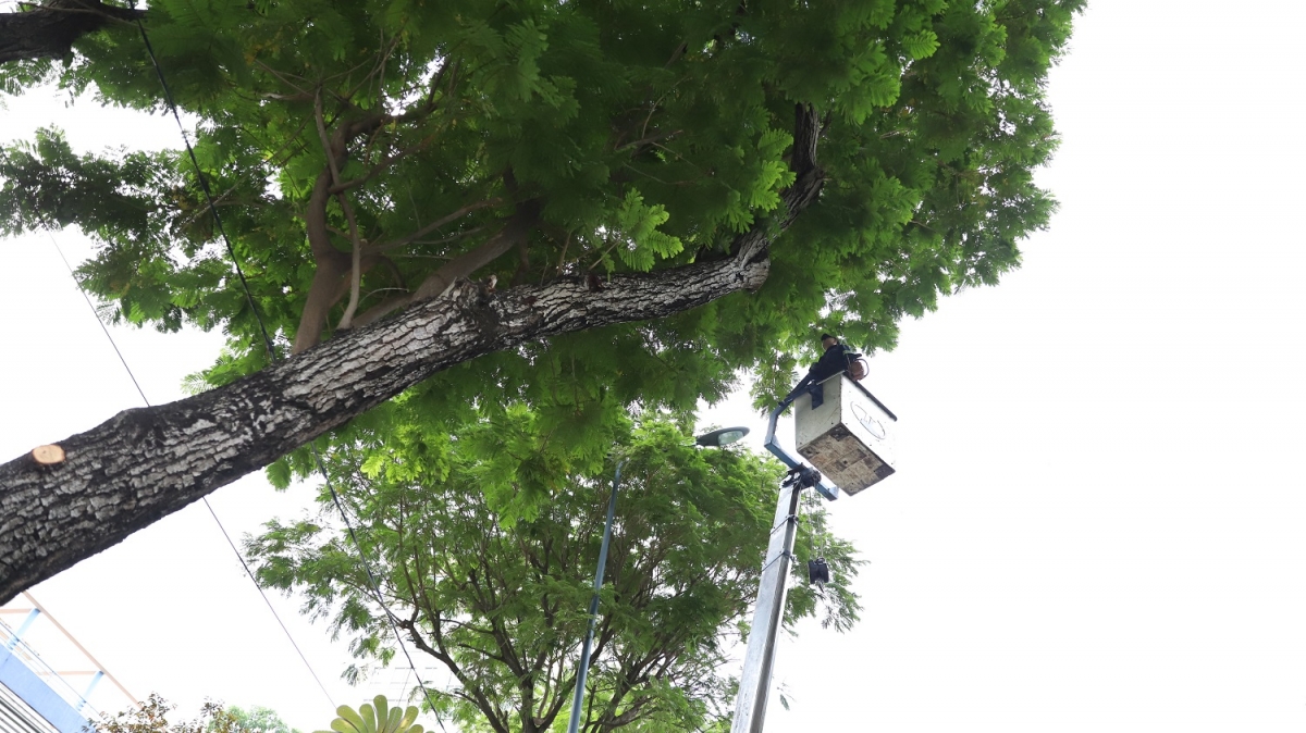 tp.hcm khẩn trương xử lý đơn vị thi công gây hư hại rễ cây xanh hình ảnh 1 tp.hcm khan truong xu ly don vi thi cong gay hu hai re cay xanh hinh anh 1