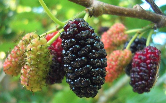Loại quả được ví như "thuốc bổ" đang vào mùa bán đầy chợ, giá rẻ như rau