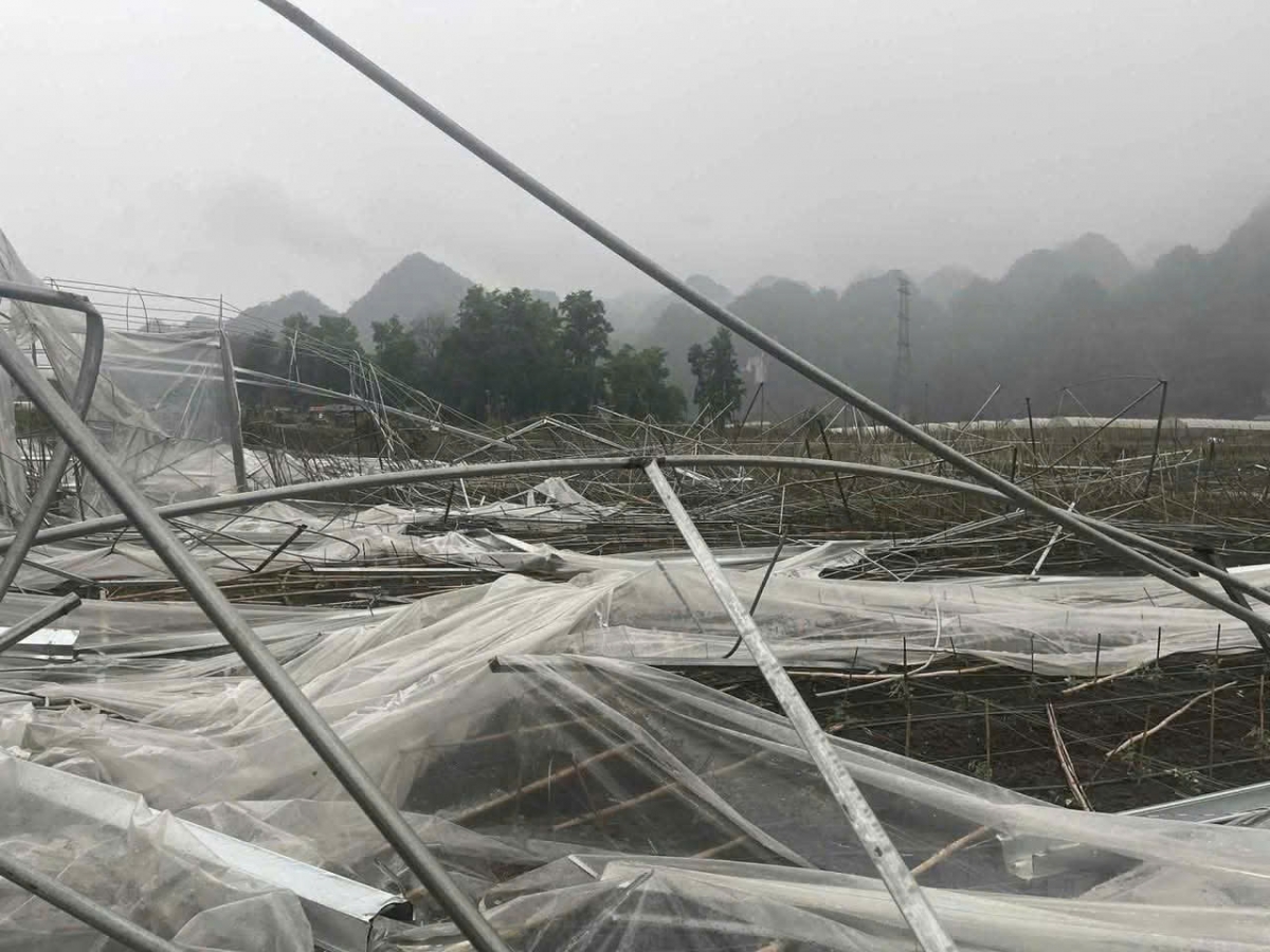 Mưa đá, dông lốc gây ảnh hưởng đến sản xuất nông nghiệp ở Sơn La