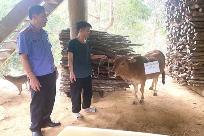 chi 7,8 triệu giám định adn con bò trị giá 5 triệu đồng hình ảnh 1 chi 7,8 trieu giam dinh adn con bo tri gia 5 trieu dong hinh anh 1