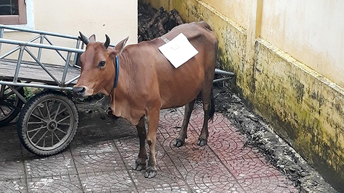 chi 7,8 triệu giám định adn con bò trị giá 5 triệu đồng hình ảnh 2 chi 7,8 trieu giam dinh adn con bo tri gia 5 trieu dong hinh anh 2