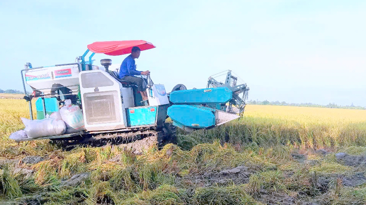 Đề án 1 triệu hecta lúa ở Đbscl mang lại lợi ích về kinh tế và môi trường hình ảnh 2 De an 1 trieu hecta lua o Dbscl mang lai loi ich ve kinh te va moi truong hinh anh 2