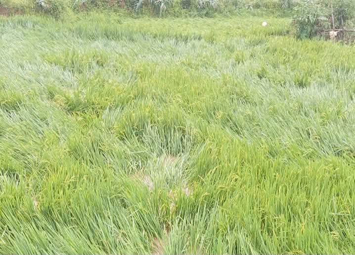 mưa đá kèm lốc xoáy tại quảng bình làm tốc mái 12 nhà dân hình ảnh 3 mua da kem loc xoay tai quang binh lam toc mai 12 nha dan hinh anh 3