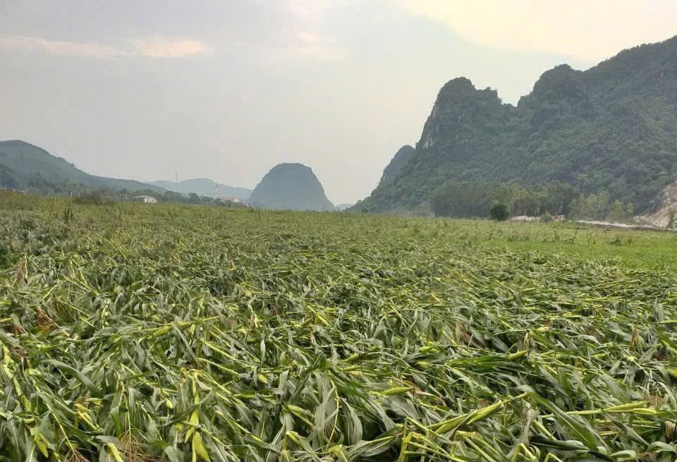 mưa đá kèm lốc xoáy tại quảng bình làm tốc mái 12 nhà dân hình ảnh 2 mua da kem loc xoay tai quang binh lam toc mai 12 nha dan hinh anh 2
