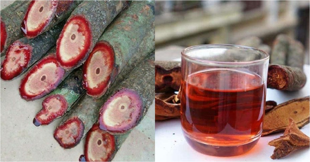 Việt Nam có loài cây biết “chảy máu”, là dược liệu quý nhưng ít người biết dùng