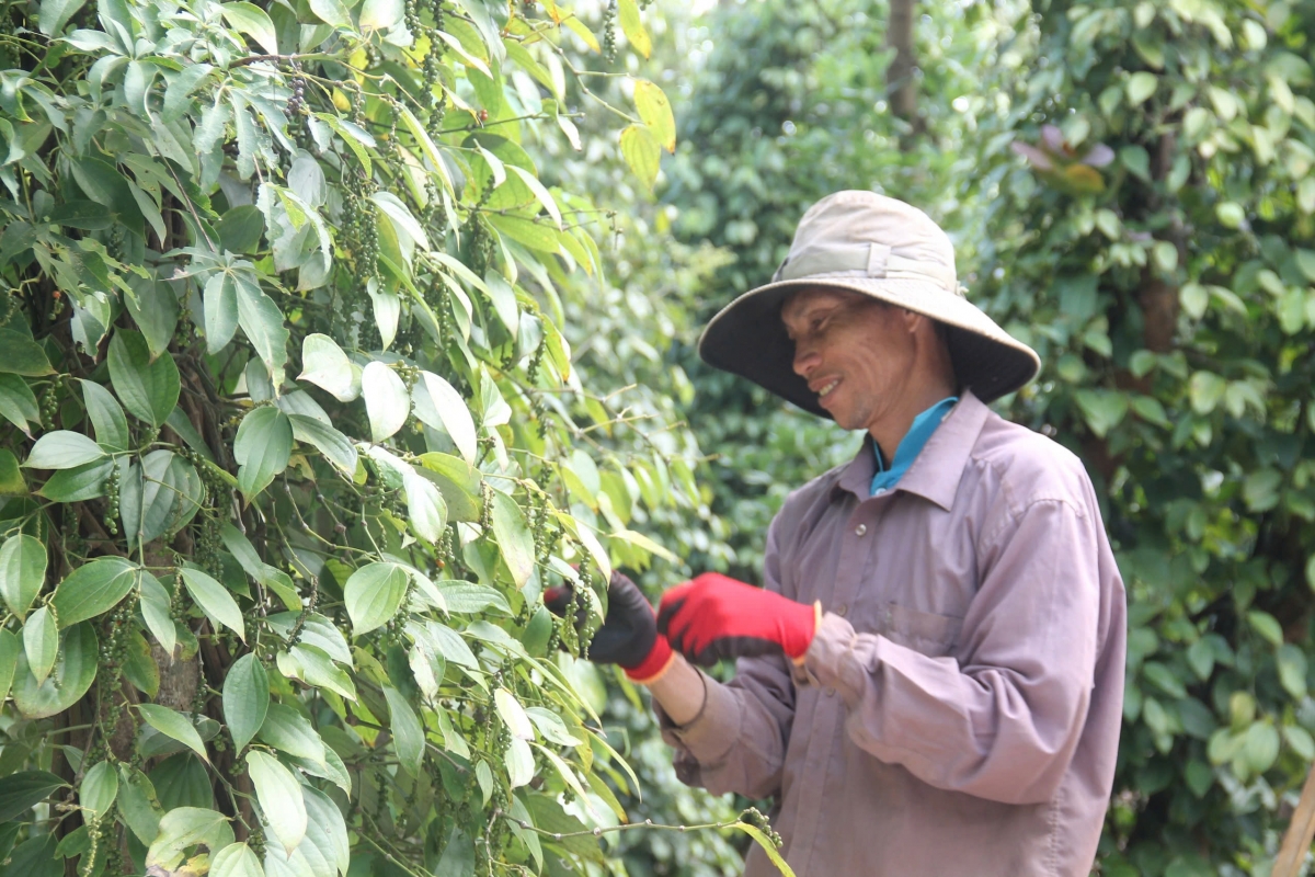Hồ tiêu và gia vị duy trì kiểm soát chất lượng, dù gặp khó tại thị trường Mỹ