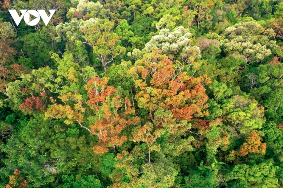 leaf-changing season paints son tra in vibrant hues picture 10 leaf-changing season paints son tra in vibrant hues picture 10