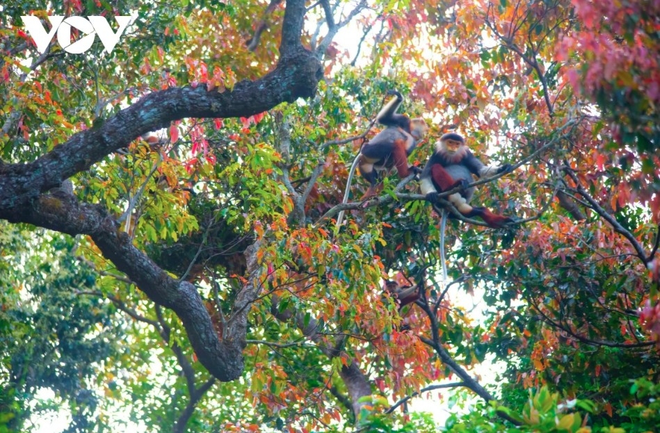 leaf-changing season paints son tra in vibrant hues picture 12 leaf-changing season paints son tra in vibrant hues picture 12