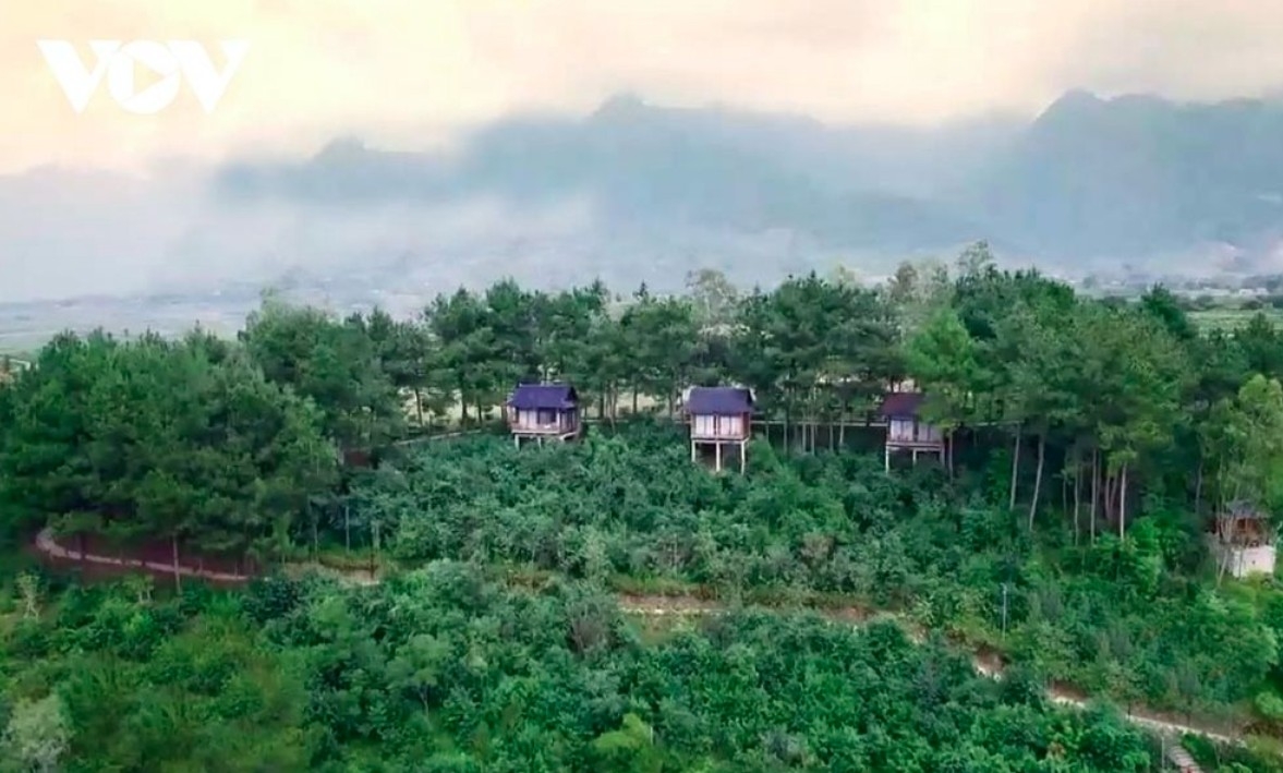tan uyen tea hill - a green jewel hidden in northwestern mountains picture 13 tan uyen tea hill - a green jewel hidden in northwestern mountains picture 13