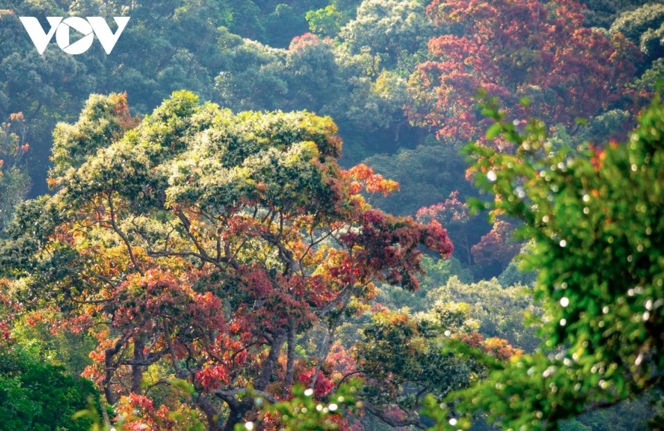leaf-changing season paints son tra in vibrant hues picture 13 leaf-changing season paints son tra in vibrant hues picture 13