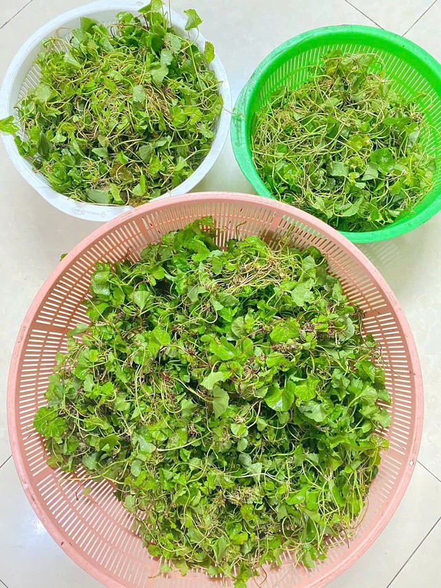 Loại rau được ví như "nhân sâm" của Việt Nam, phải đặt trước mới có hàng