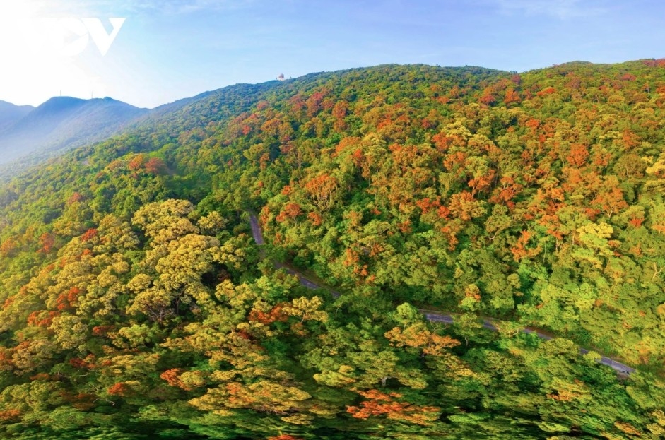 leaf-changing season paints son tra in vibrant hues picture 1 leaf-changing season paints son tra in vibrant hues picture 1