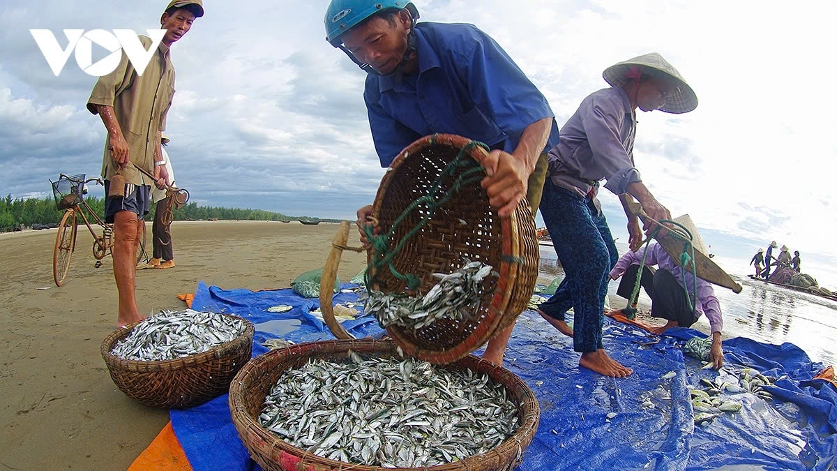 a glimpse of vibrant fishing life in central vietnam picture 14 a glimpse of vibrant fishing life in central vietnam picture 14