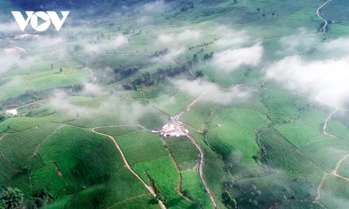tan uyen tea hill - a green jewel hidden in northwestern mountains picture 3 tan uyen tea hill - a green jewel hidden in northwestern mountains picture 3
