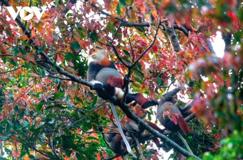 leaf-changing season paints son tra in vibrant hues picture 3 leaf-changing season paints son tra in vibrant hues picture 3