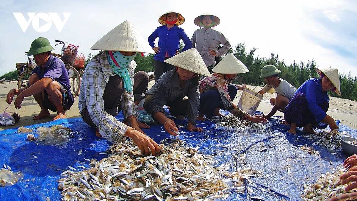 a glimpse of vibrant fishing life in central vietnam picture 12 a glimpse of vibrant fishing life in central vietnam picture 12