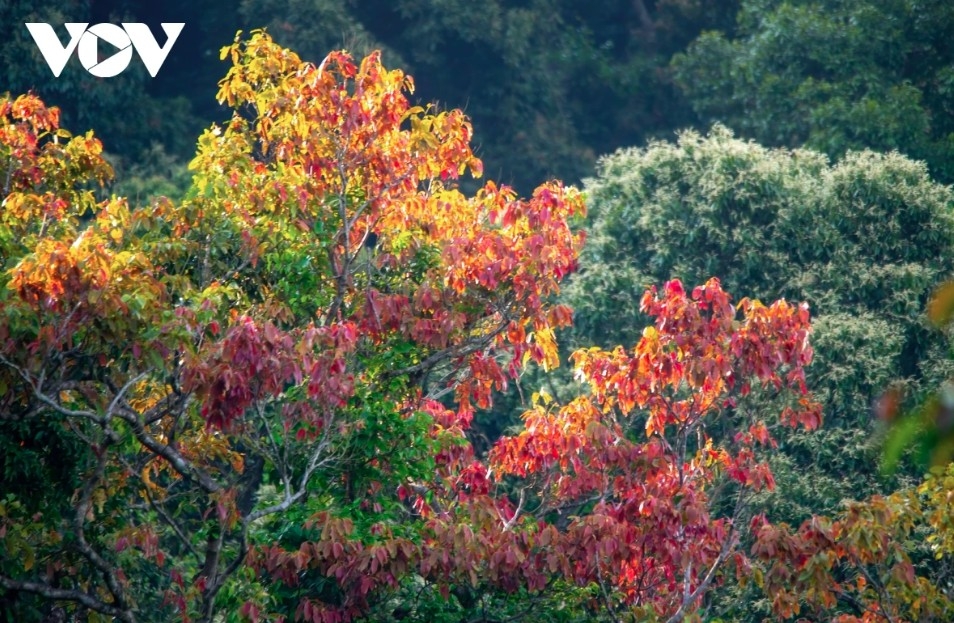 leaf-changing season paints son tra in vibrant hues picture 4 leaf-changing season paints son tra in vibrant hues picture 4