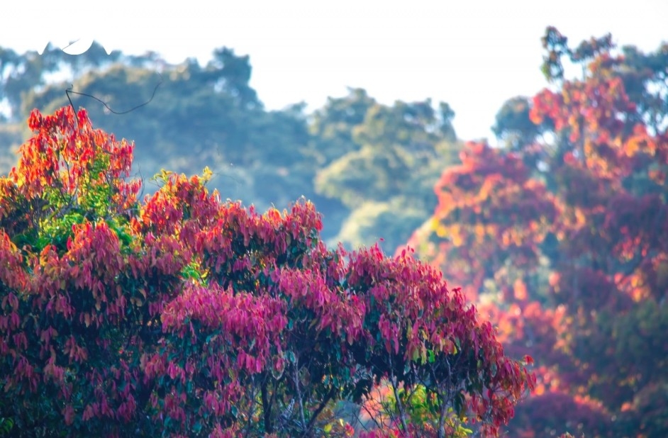leaf-changing season paints son tra in vibrant hues picture 5 leaf-changing season paints son tra in vibrant hues picture 5