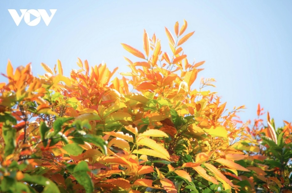 leaf-changing season paints son tra in vibrant hues picture 7 leaf-changing season paints son tra in vibrant hues picture 7