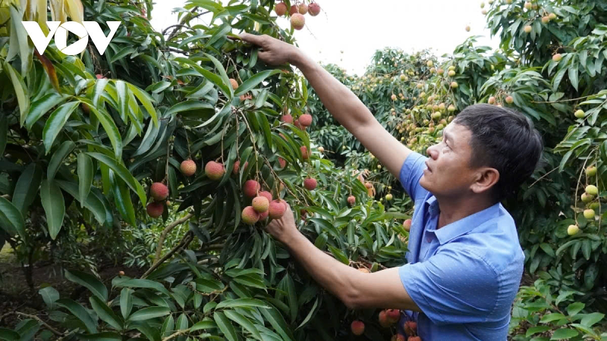 lychee growing localities anticipate bumper harvest, work out export plan picture 1 lychee growing localities anticipate bumper harvest, work out export plan picture 1