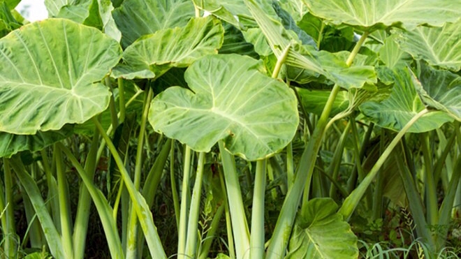 Cây dại “lên đời” thành đặc sản xuất khẩu