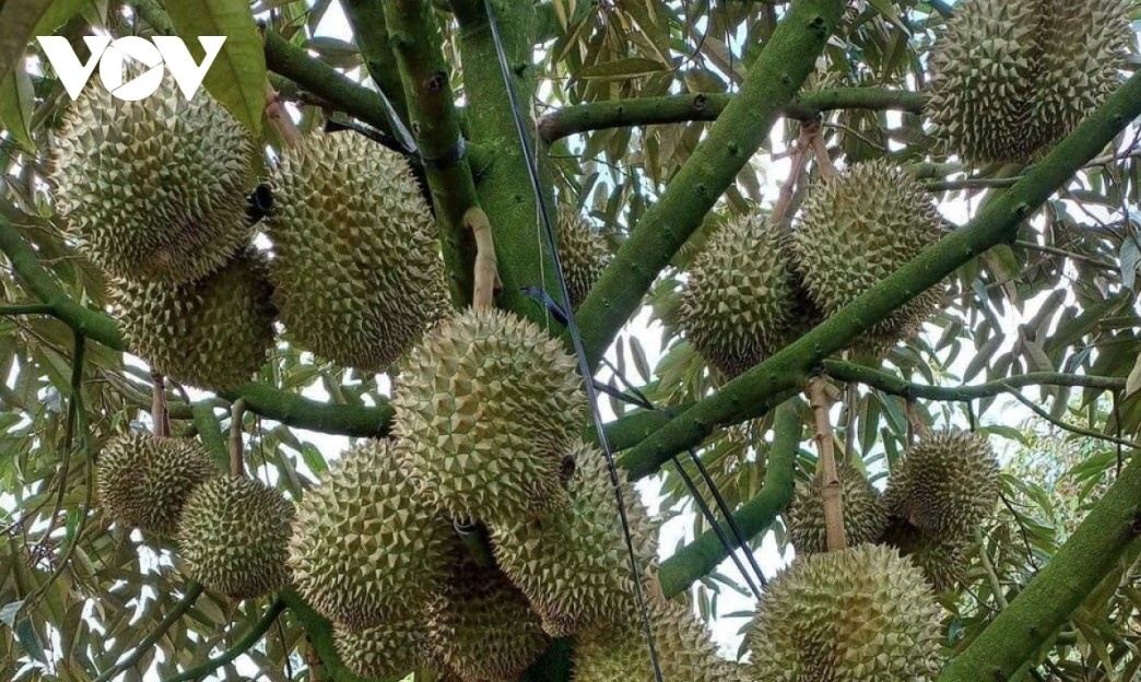 nearly 1,000 new growing area codes granted for durian exports to china picture 1