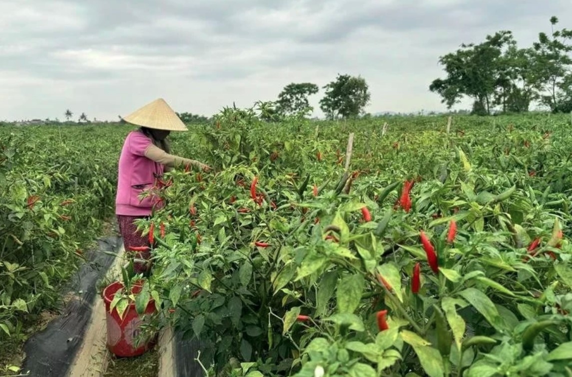 rok firm boosts sustainable chili supply chain in ninh thuan picture 1