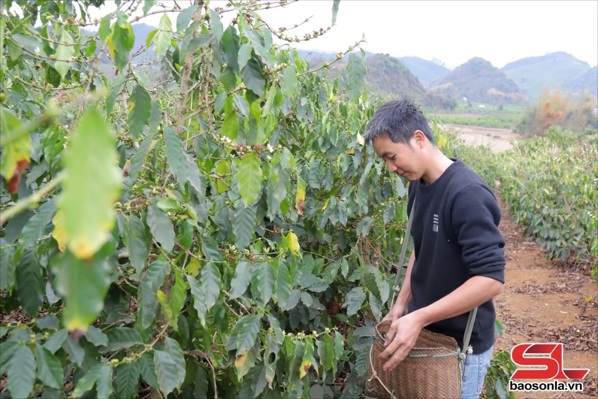 xây dựng mã số vùng trồng cho các loại nông sản hình ảnh 3 xay dung ma so vung trong cho cac loai nong san hinh anh 3